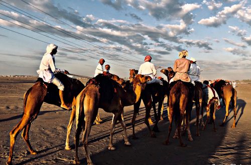 Camel Race – Oman